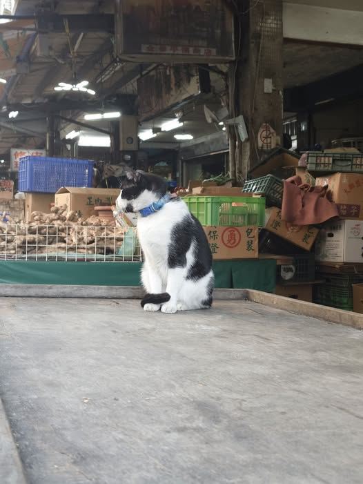 呂秋遠律師說，當我們送我們家的毛小孩去看醫生，在七月以後，有個奇特的危機即將出現。（圖／翻攝自呂秋遠臉書）