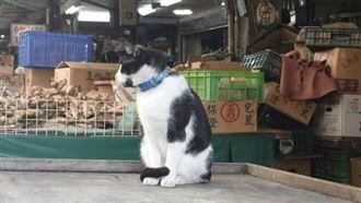 律師：送毛孩就醫，七月後有個奇特的危機