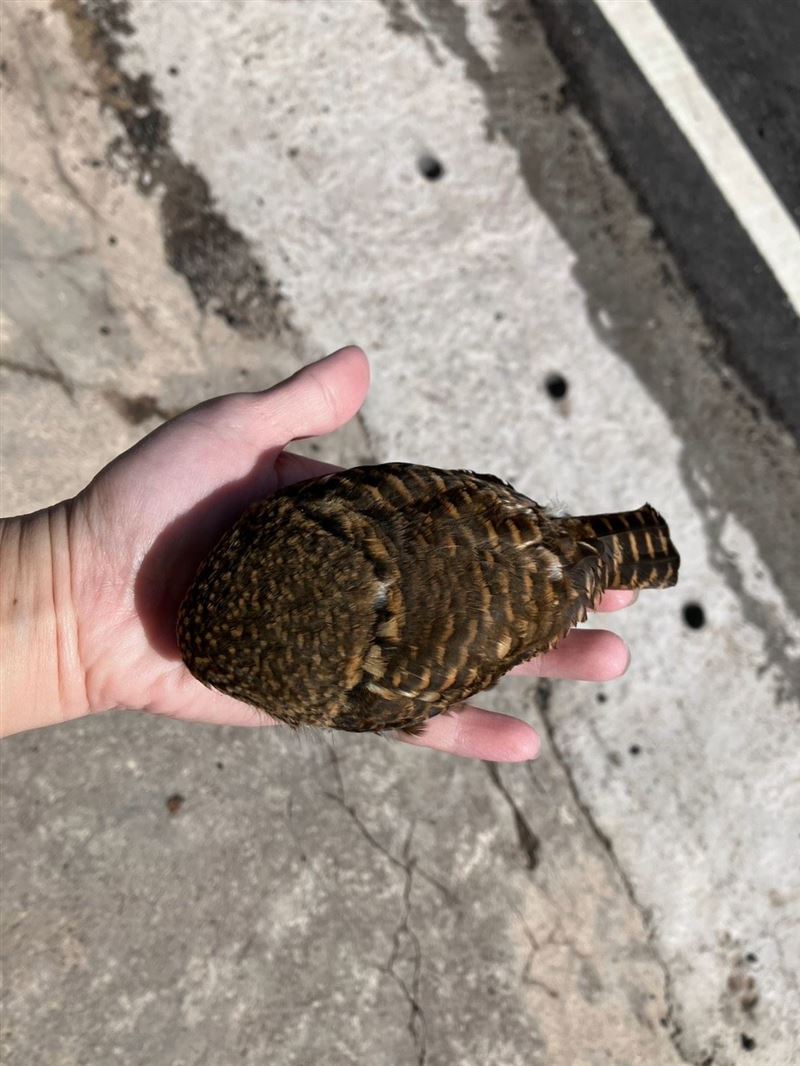 「鵂鶹」是保育類野生動物，僅有人類拳頭大小，外型圓潤可愛。（圖／新北動保處）