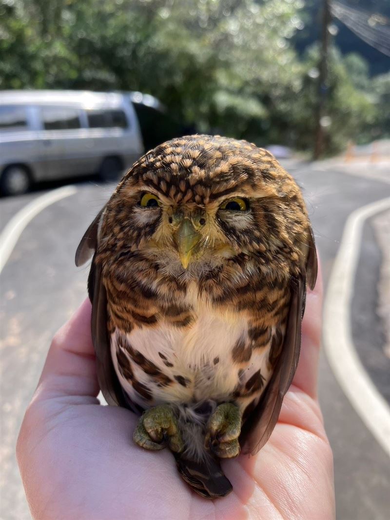 「鵂鶹」是台灣體型最小的貓頭鷹。（圖／新北動保處）
