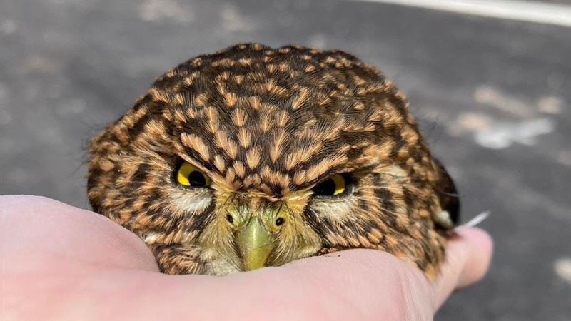 外型疑似「憤怒鳥」的貓頭鷹現蹤新北，真實身分是台灣體型最小的貓頭鷹「鵂鶹」。（圖／新北動保處）