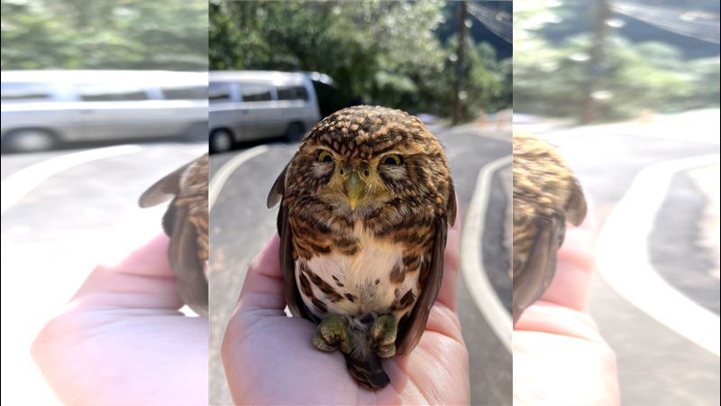 「憤怒鳥」現蹤新北?民眾直擊呆萌站車頂