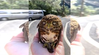 「憤怒鳥」現蹤新北？民眾直擊呆萌站車頂