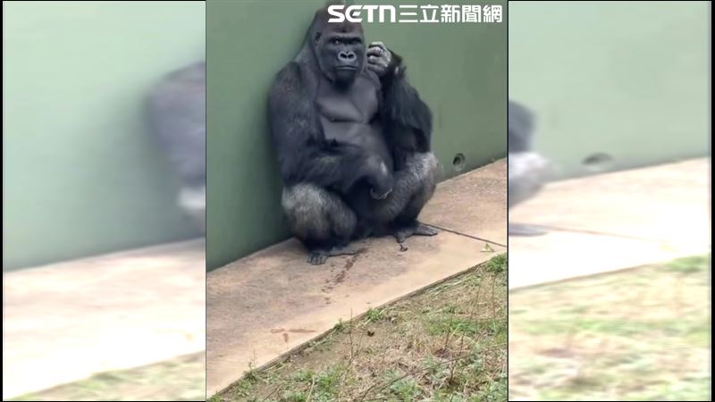 猩猩版木村拓哉!日本大猩猩清正帥片瘋傳