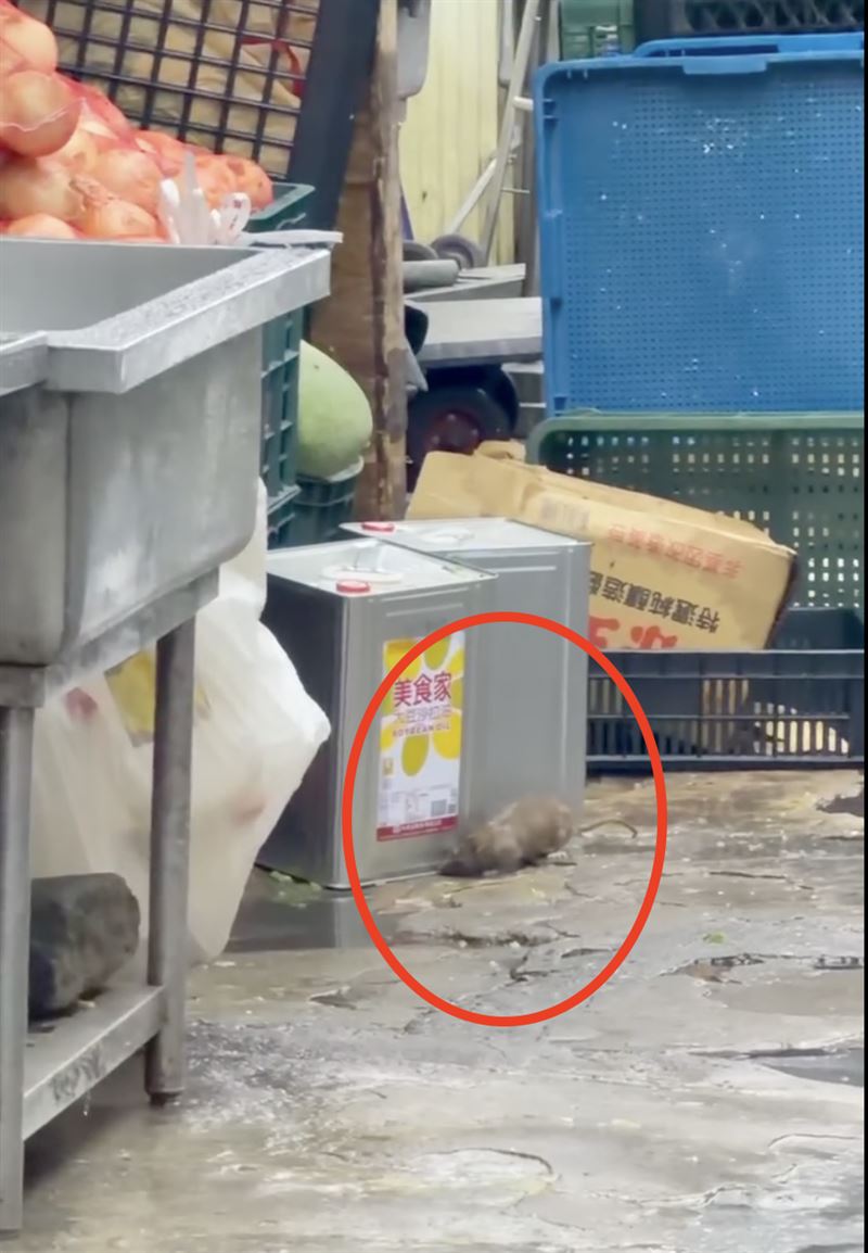承攬新竹科學園區多家公司、新竹地院的團膳公司「鮮膳」,遭民眾踢爆環境髒亂、老鼠成軍。(圖/民眾提供)