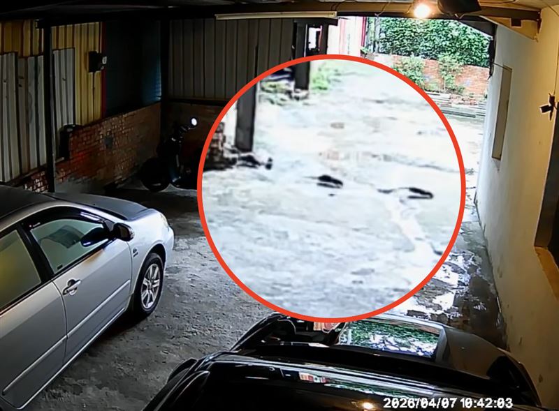 民眾家被老鼠入侵。(圖/民眾提供)