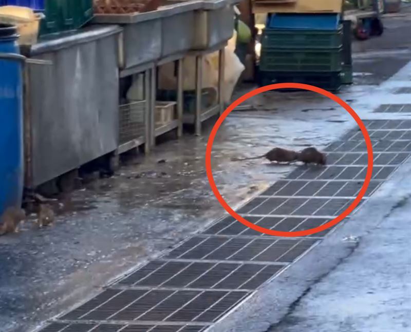 「老鼠軍團」在菜籃旁出沒。(圖/民眾提供)