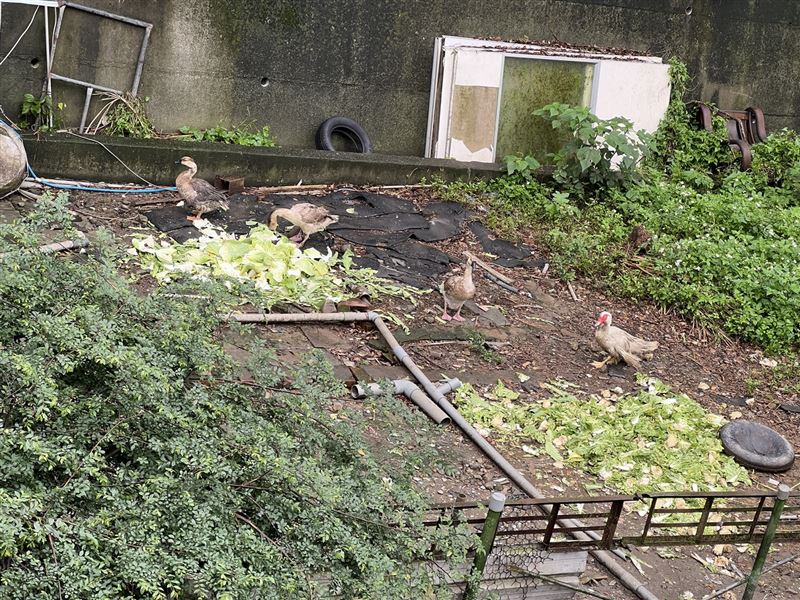 業者還在空地養雞,遭指控的新竹縣議員林昭錡昨(9日)到場,還與住戶發生爭執。(圖/民眾提供)