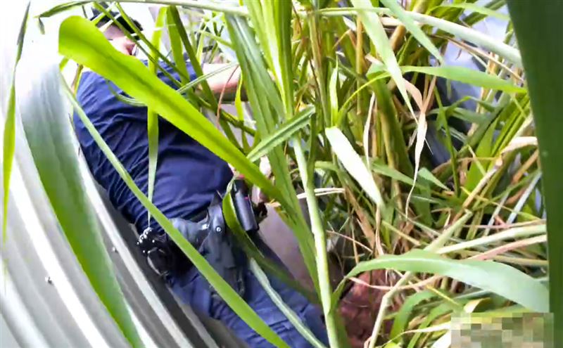 廖嫌趁警方破門的瞬間把改造槍枝丟出草叢，遭警眼尖搜出。(圖／翻攝畫面)