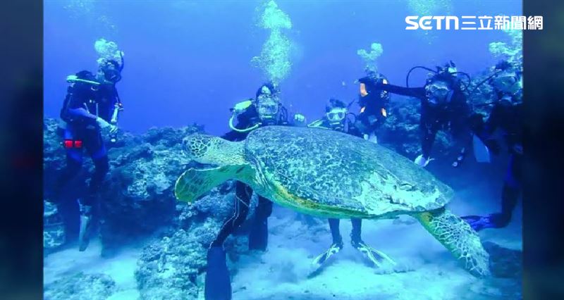中研院團隊潛入小琉球海域，長期觀察海龜生活環境