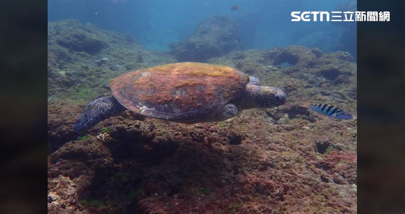 甚至還有斷肢的綠蠵龜