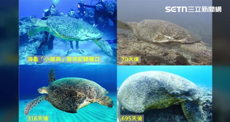 海龜若要完全復原，至少需要五百天