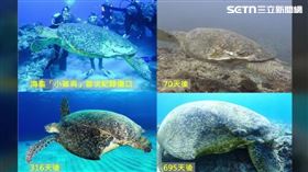 人禍多恐怖 綠蠵龜2度遭船擊 復原得