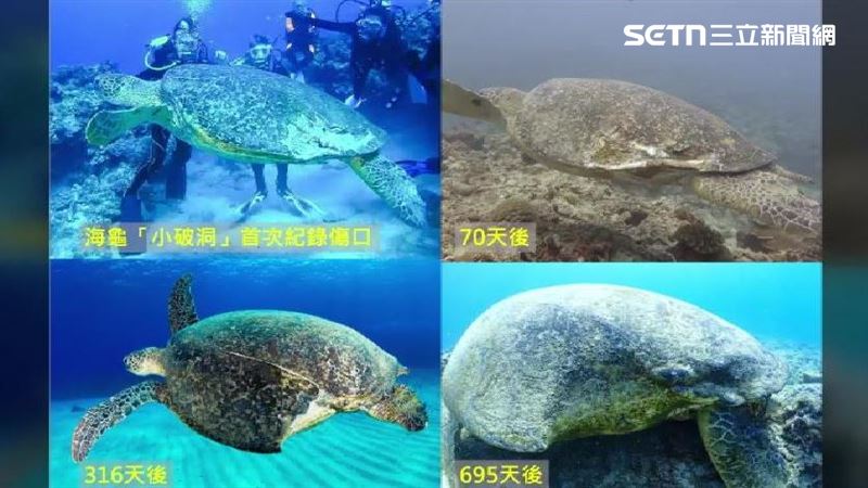 漁線纏繞+螺旋槳撞擊 海龜受傷7成是人禍