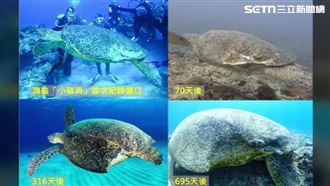 漁線纏繞+螺旋槳撞擊　海龜受傷7成是人禍