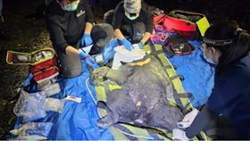 台東延平鄉淺山區發現一隻小黑熊受困套索中。（圖／翻攝自林保署台東分署提供）