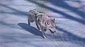 南韓大田O-World主題樂園的動物園驚傳公狼「늑구」脫逃，有當地民眾在園區周邊目擊公狼出沒。（圖／翻攝自大田消防本部）