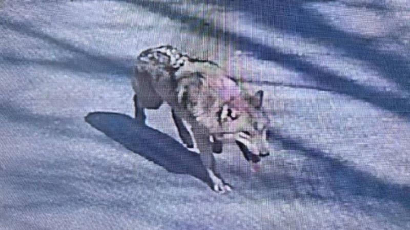 動物園公狼逃脫失蹤3日 傳下射殺令