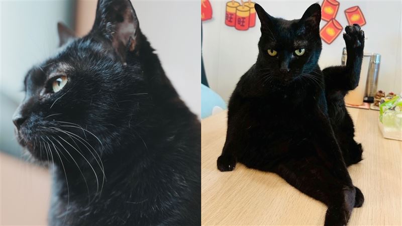 黃阿瑪16歲黑貓Socles逝!頻道無限期停更