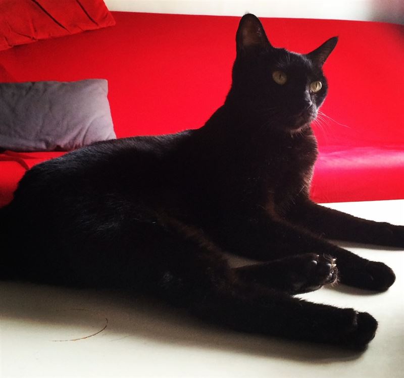 Socles在 2 月由台大確診為惡性淋巴瘤，由於腫瘤位置緊鄰心臟與肺部，一旦擴散會直接影響心肺功能的運作。（圖／翻攝自黃阿瑪的後宮生活臉書）