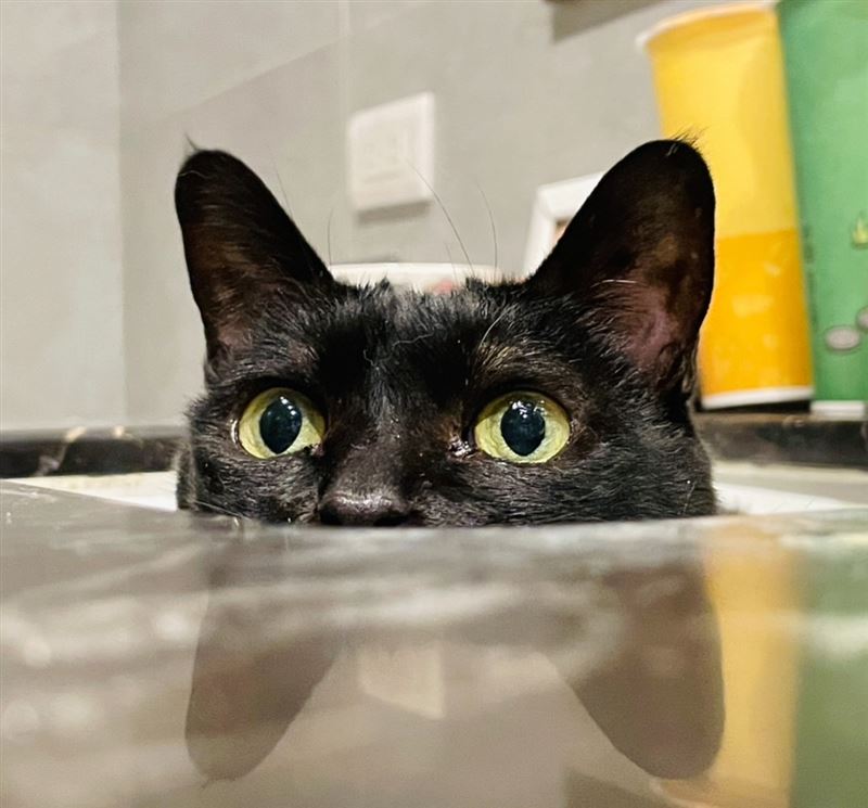 網紅「黃阿瑪的後宮生活」旗下16歲黑貓Socles病逝，痛心宣布無限期停更。（圖／翻攝自黃阿瑪的後宮生活臉書）