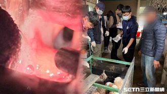 驚傳2起…活摘器官、割聲帶！飼主下場曝