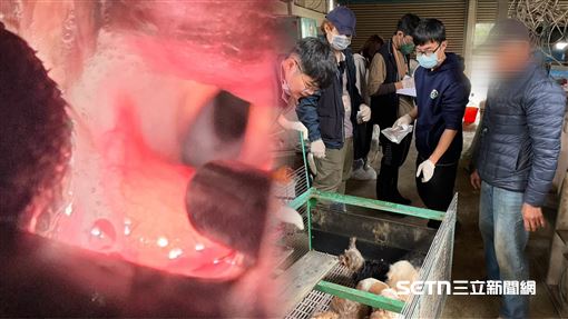 驚傳2起…活摘器官、割聲帶！飼主下場曝