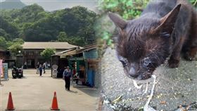 猴硐貓村昨天發生虐貓事件，有商家發現4隻貓咪疑遭人無故噴灑辣椒水。（圖／翻攝畫面）