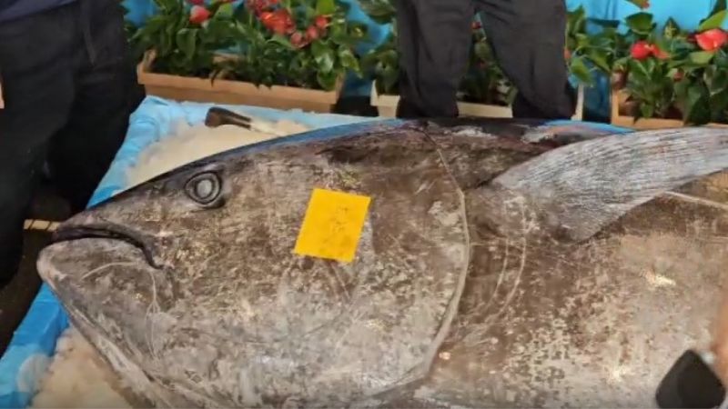 蘇澳第一鮪198萬拍出 總價較去年多32萬