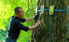 梁朝偉《你是不會當樹嗎》助銀杏樹完成第一次的「性體驗」。（圖／海鵬提供） 