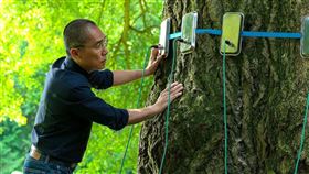 梁朝偉《你是不會當樹嗎》助銀杏樹完成第一次的「性體驗」。（圖／海鵬提供） 