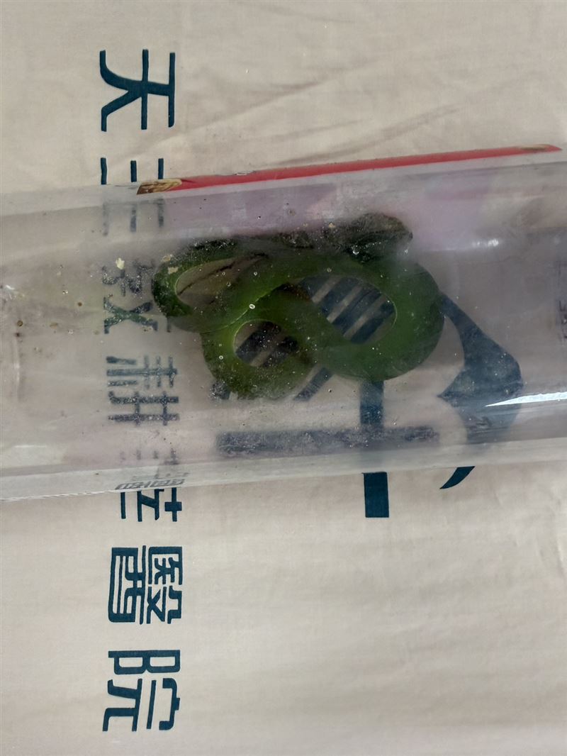 7旬翁砍草遭青竹絲咬，竟「口吸毒液+騎車送醫」，醫示警可能增加感染及中毒風險，民眾切勿模仿。（圖／耕莘醫院提供）