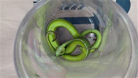 7旬翁砍草遭青竹絲咬，竟「口吸毒液+騎車送醫」，醫示警可能增加感染及中毒風險，民眾切勿模仿。（圖／耕莘醫院提供）