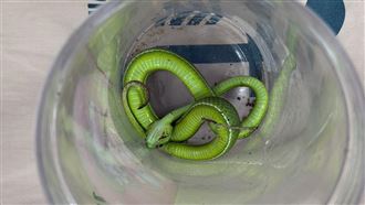 翁被蛇咬竟「以口吸毒」衝醫院　醫曝後果