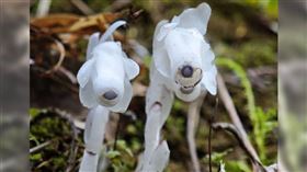 大陸湖南邵陽南山國家公園發現約400株水晶蘭，有植物學專家介紹，水晶蘭是罕見的腐生植物，每年僅40多天露出地表，其餘時間都藏匿地下，因此有「冥界之花」和「幽靈草」稱號。（圖／翻攝自微博／科學未來人）