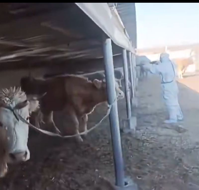 基層粗暴防疫引發民怨，傳出強行帶走牲畜，凸顯官方資訊不透明與強權執法亂象。（圖／翻攝自X平台 @Aki739379574946）