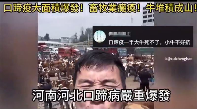 中國近期爆發南非型口蹄疫，疫情迅速蔓延多省，致死率高。（圖／翻攝自X平台 @Aki739379574946）