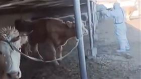 中國近期爆發南非型口蹄疫，疫情迅速蔓延多省，致死率高。（圖／翻攝自X平台 @Aki739379574946）