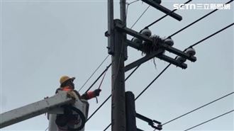 電桿變築巢熱點　內含金屬絲成斷電元凶