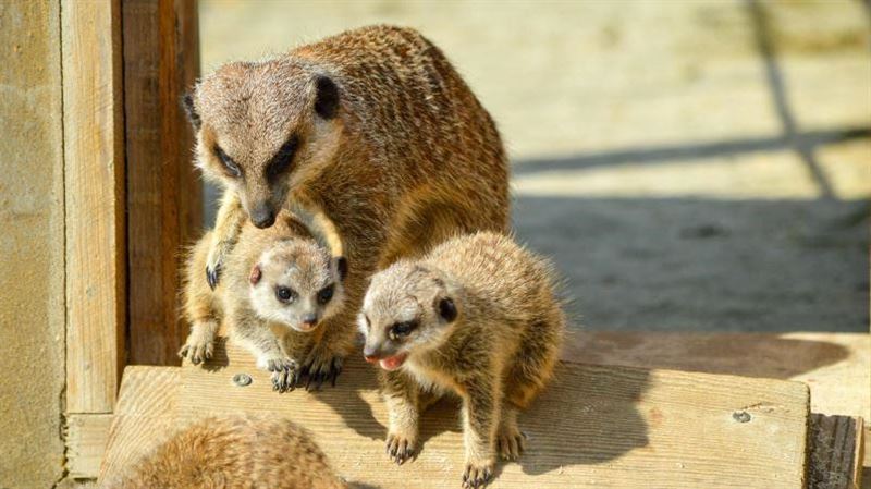 12生肖本週運勢 羊最旺、狗事業財運雙強