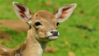 動物農場紛陷倒閉潮！萌寵恐無處可去