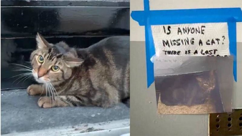 虎斑貓主人過世變浪浪躲梯間 鄰居暖心曝