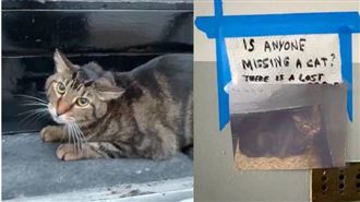 虎斑貓主人過世變浪浪躲梯間　鄰居暖心曝