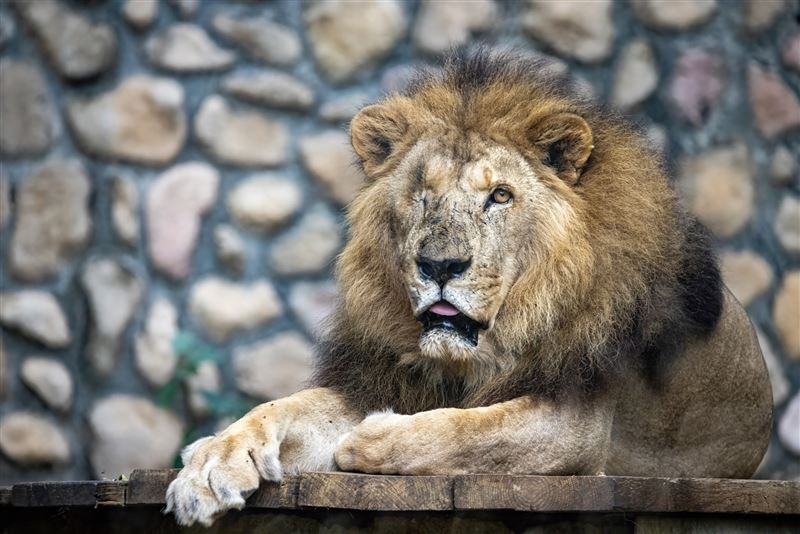 「二哥」以非洲獅的平均壽命而言,相當於人類的「百歲高齡」。(圖/翻攝自壽山動物園臉書)