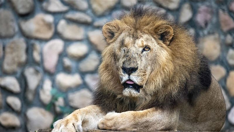 壽山動物園「二哥」離世了!網不捨淚回憶