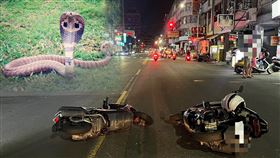 車禍,眼鏡蛇,1.3m,機車,