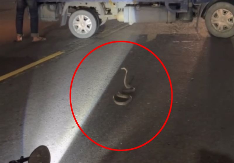 闖禍的眼鏡蛇。（圖／翻攝畫面）