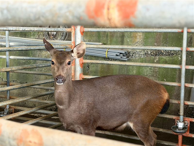 土地的餽贈：水鹿原鄉與梅林雪景。（圖／三立永續辦公室提供）