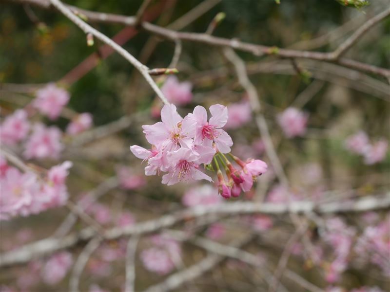 土地的餽贈：水鹿原鄉與梅林雪景。（圖／三立永續辦公室提供）
