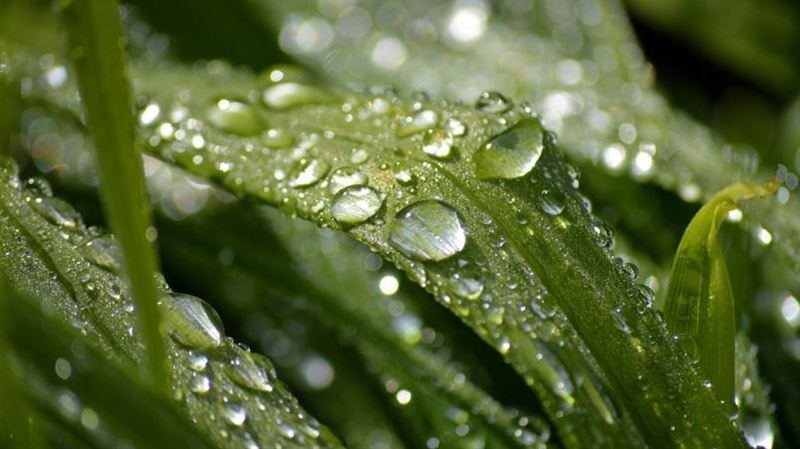 20日將迎來穀雨節氣。（示意圖／Pixabay）